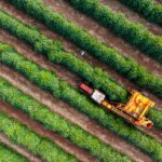 Tractor and harvester in coffee plantation